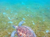 Basse-Terre (55b) (14)