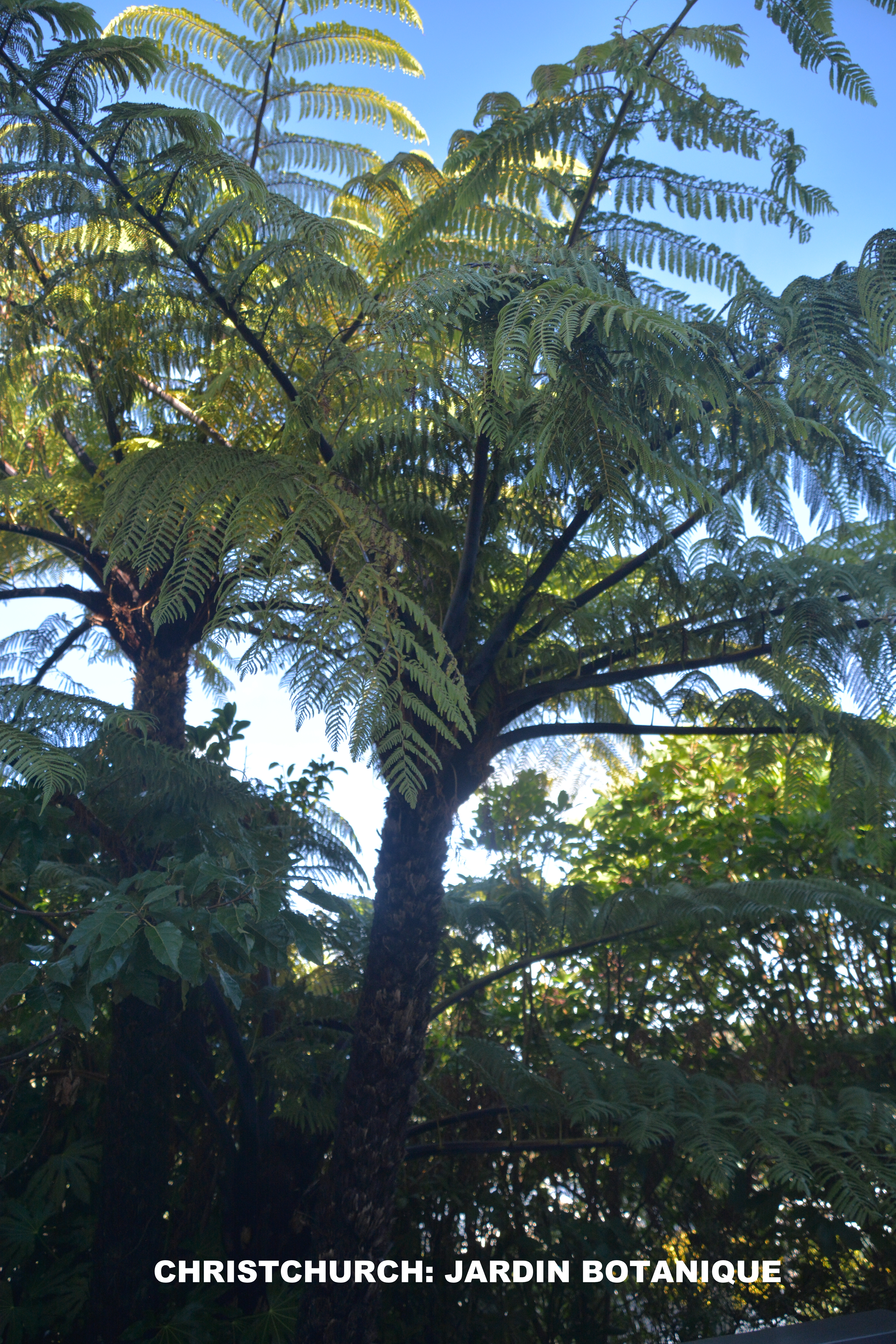 CHRISTCHURCH: JARDIN BOTANIQUE